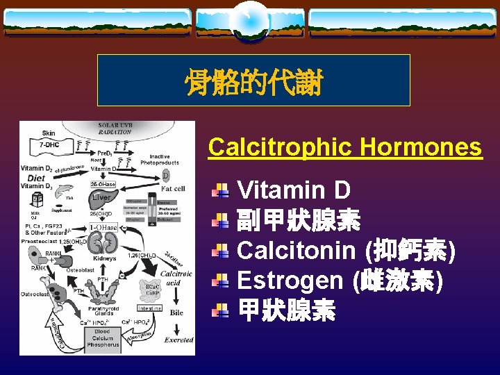 骨骼的代謝 Calcitrophic Hormones Vitamin D 副甲狀腺素 Calcitonin (抑鈣素) Estrogen (雌激素) 甲狀腺素 