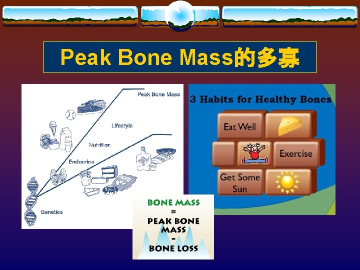 Peak Bone Mass的多寡 