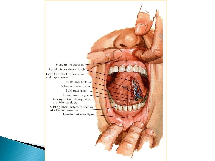 varicoza în cavitatea orala
