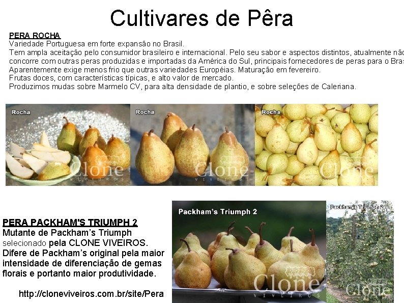Cultivares de Pêra PERA ROCHA Variedade Portuguesa em forte expansão no Brasil. Tem ampla