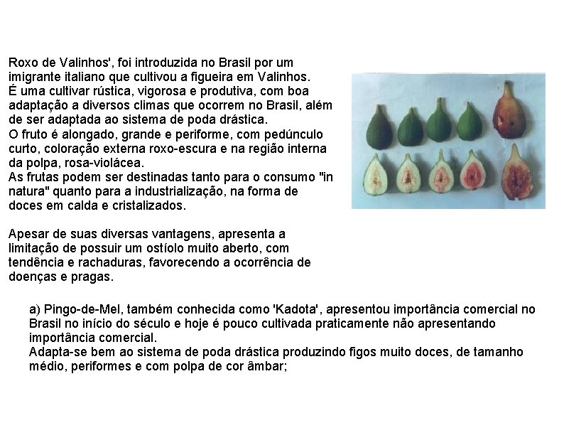 Roxo de Valinhos', foi introduzida no Brasil por um imigrante italiano que cultivou a
