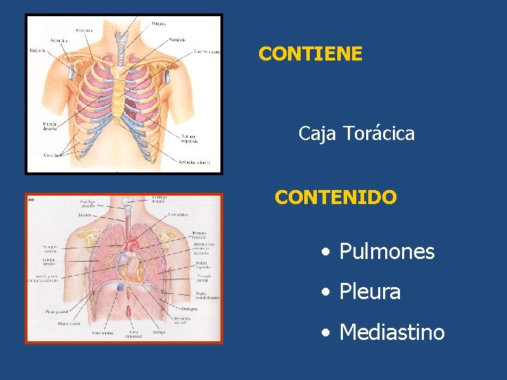 CONTIENE Caja Torácica CONTENIDO • Pulmones • Pleura • Mediastino 