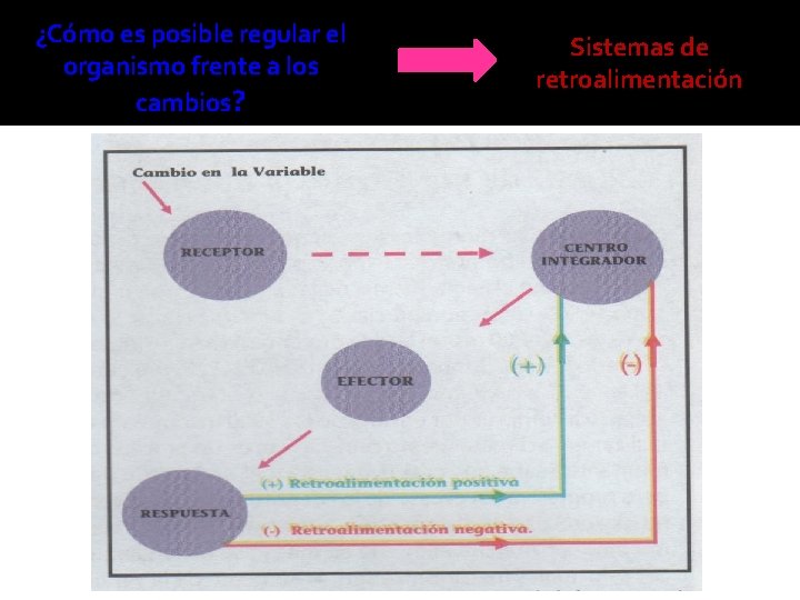 ¿Cómo es posible regular el organismo frente a los cambios? Sistemas de retroalimentación 
