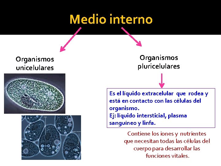Medio interno Organismos unicelulares Organismos pluricelulares Es el líquido extracelular que rodea y está