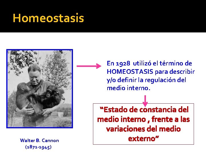 Homeostasis En 1928 utilizó el término de HOMEOSTASIS para describir y/o definir la regulación