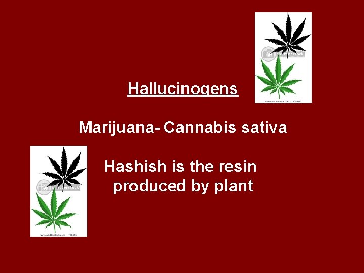 Hallucinogens Marijuana- Cannabis sativa Hashish is the resin produced by plant 