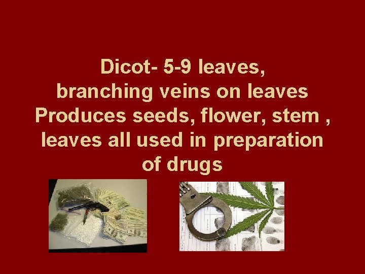 Dicot- 5 -9 leaves, branching veins on leaves Produces seeds, flower, stem , leaves