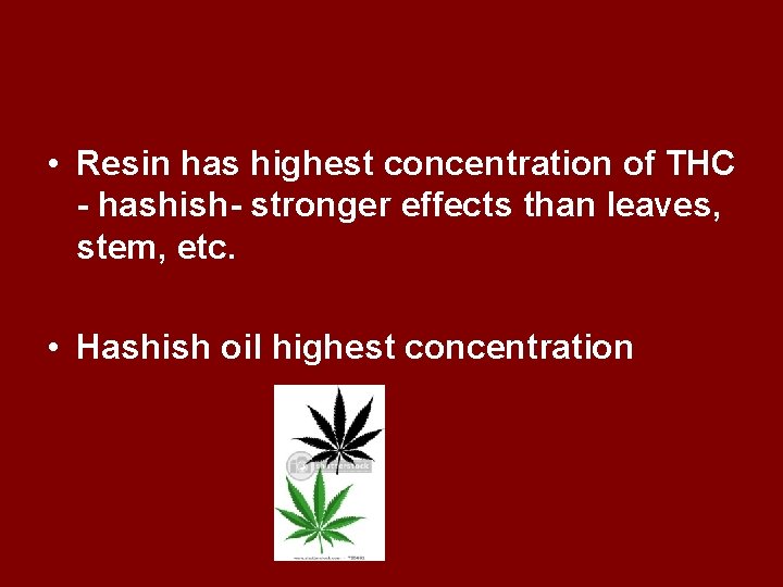  • Resin has highest concentration of THC - hashish- stronger effects than leaves,