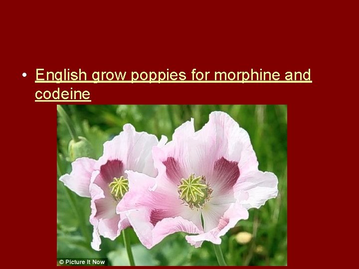  • English grow poppies for morphine and codeine 