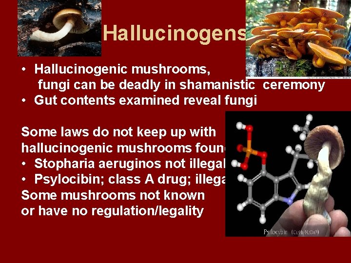 Hallucinogens • Hallucinogenic mushrooms, fungi can be deadly in shamanistic ceremony • Gut contents