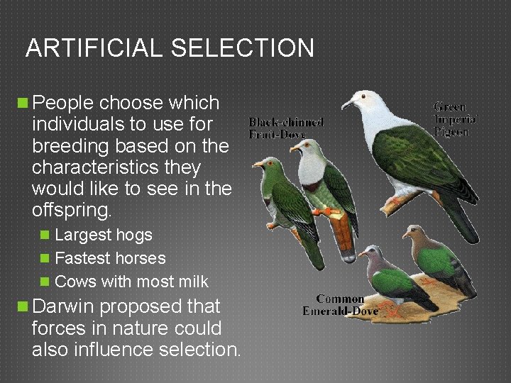 ARTIFICIAL SELECTION n People choose which individuals to use for breeding based on the