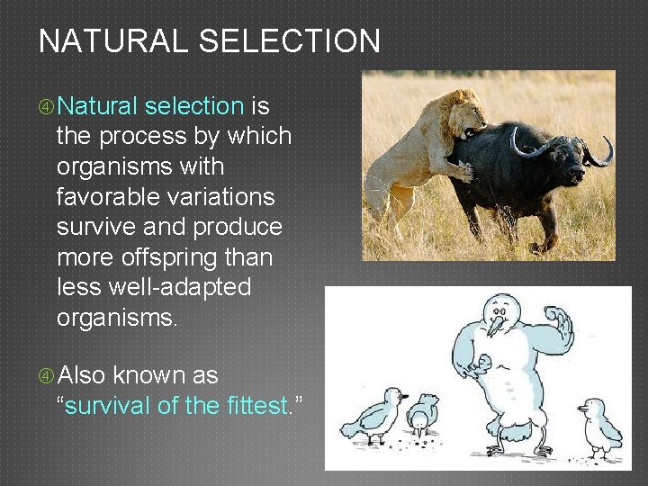 NATURAL SELECTION Natural selection is the process by which organisms with favorable variations survive