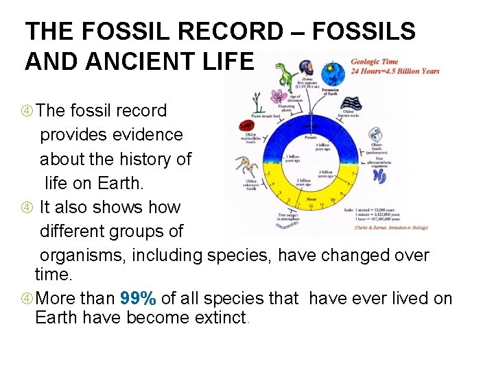 THE FOSSIL RECORD – FOSSILS AND ANCIENT LIFE The fossil record provides evidence about