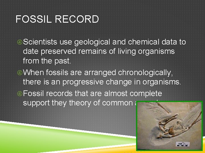 FOSSIL RECORD Scientists use geological and chemical data to date preserved remains of living