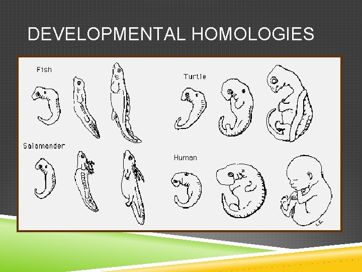 DEVELOPMENTAL HOMOLOGIES 