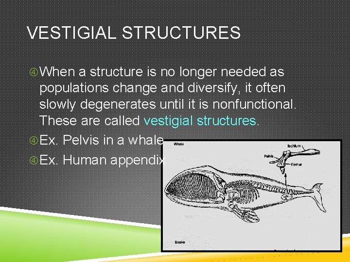 VESTIGIAL STRUCTURES When a structure is no longer needed as populations change and diversify,