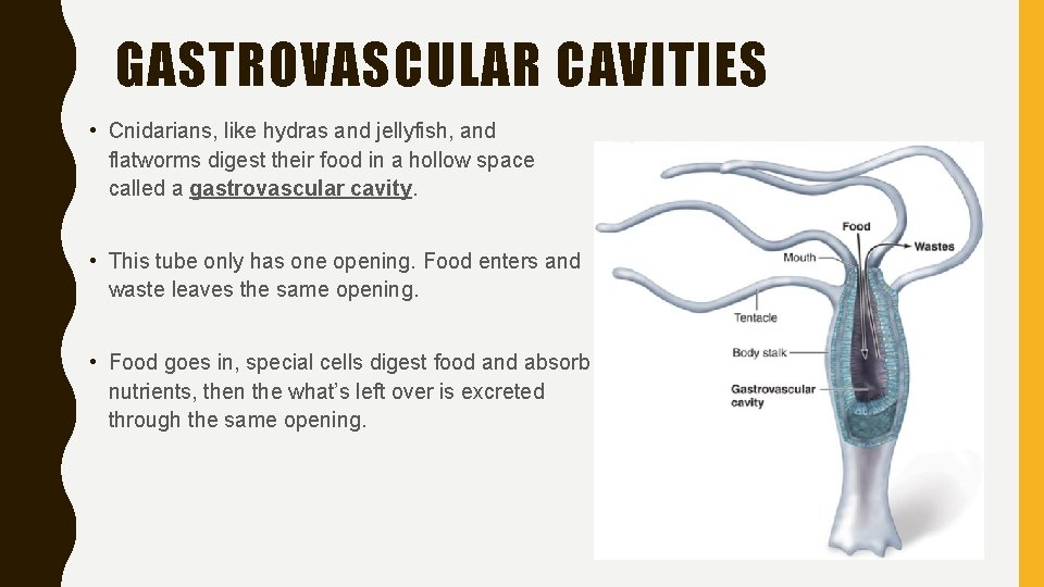 GASTROVASCULAR CAVITIES • Cnidarians, like hydras and jellyfish, and flatworms digest their food in