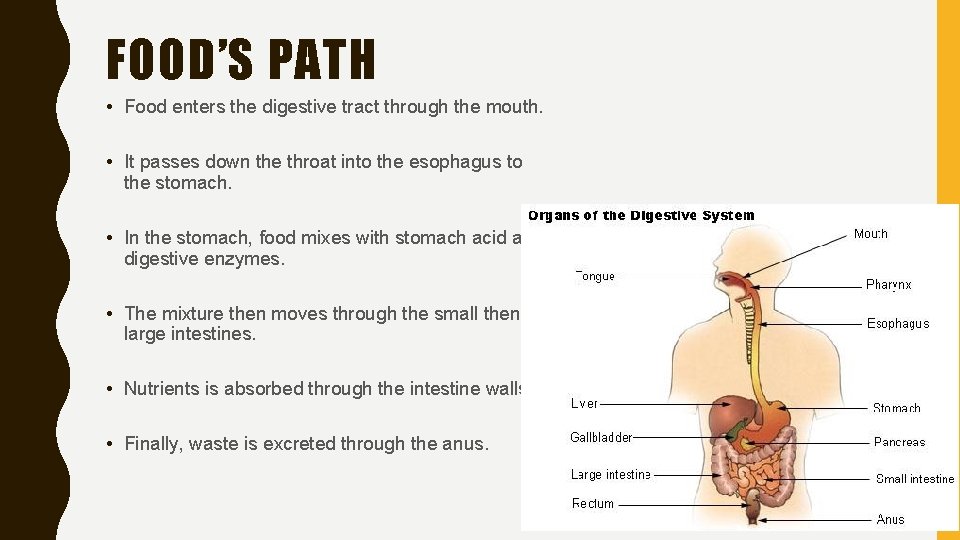 FOOD’S PATH • Food enters the digestive tract through the mouth. • It passes