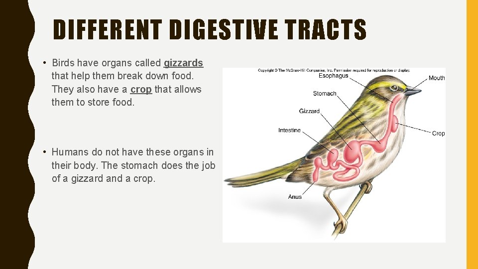 DIFFERENT DIGESTIVE TRACTS • Birds have organs called gizzards that help them break down