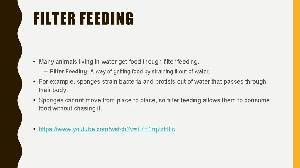 FILTER FEEDING • Many animals living in water get food though filter feeding. –