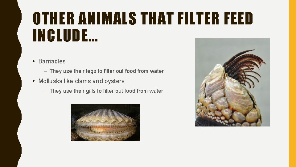 OTHER ANIMALS THAT FILTER FEED INCLUDE… • Barnacles – They use their legs to