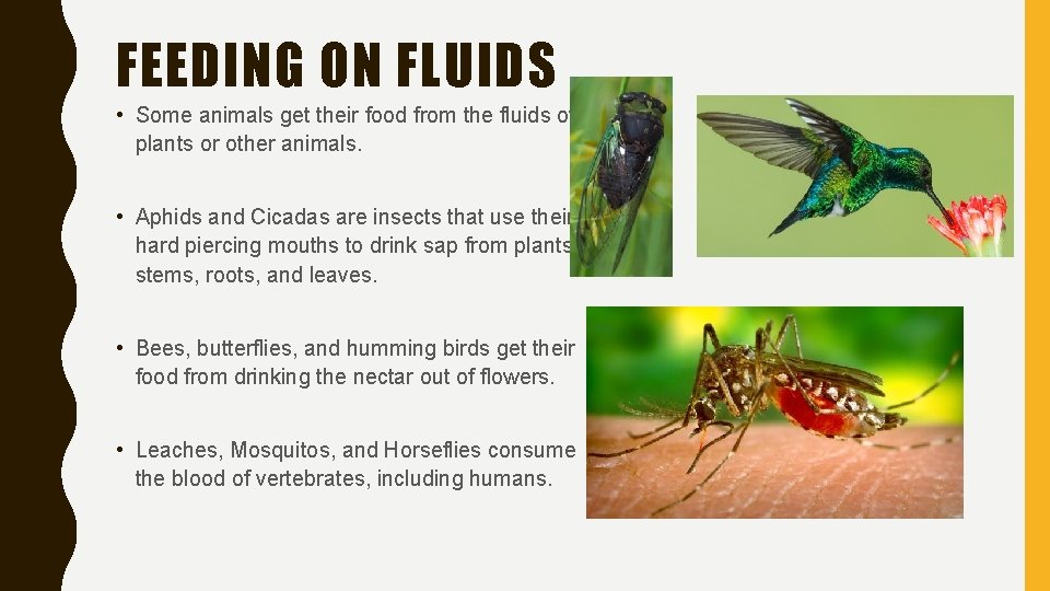 FEEDING ON FLUIDS • Some animals get their food from the fluids of plants