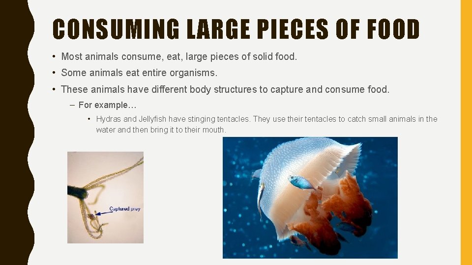 CONSUMING LARGE PIECES OF FOOD • Most animals consume, eat, large pieces of solid