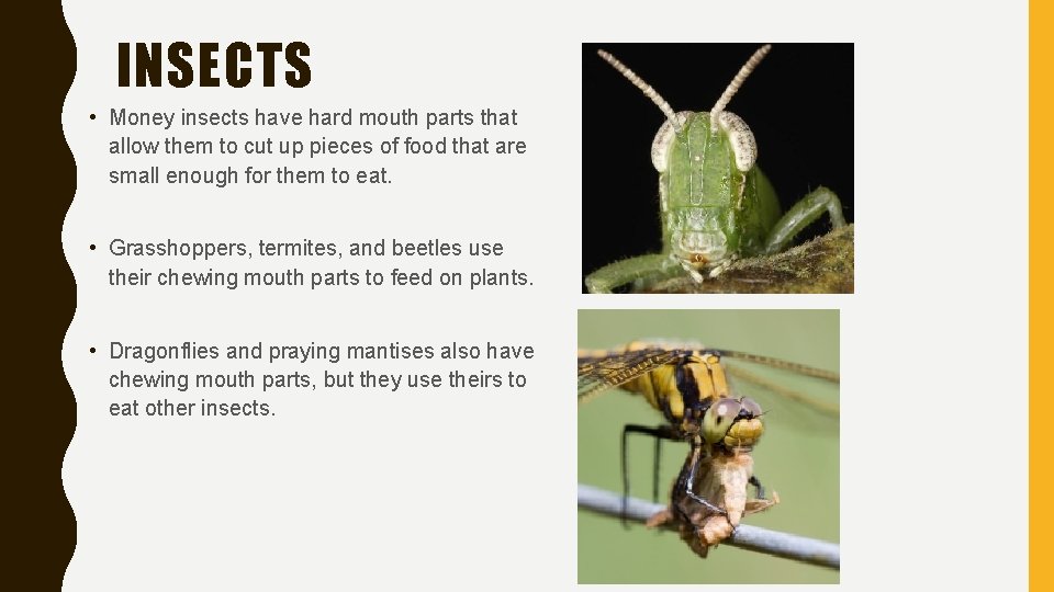 INSECTS • Money insects have hard mouth parts that allow them to cut up