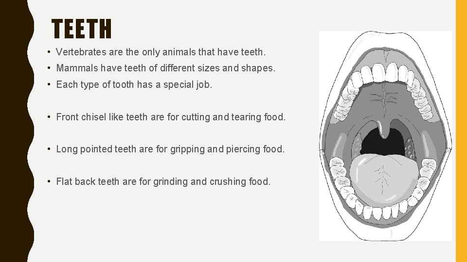 TEETH • Vertebrates are the only animals that have teeth. • Mammals have teeth