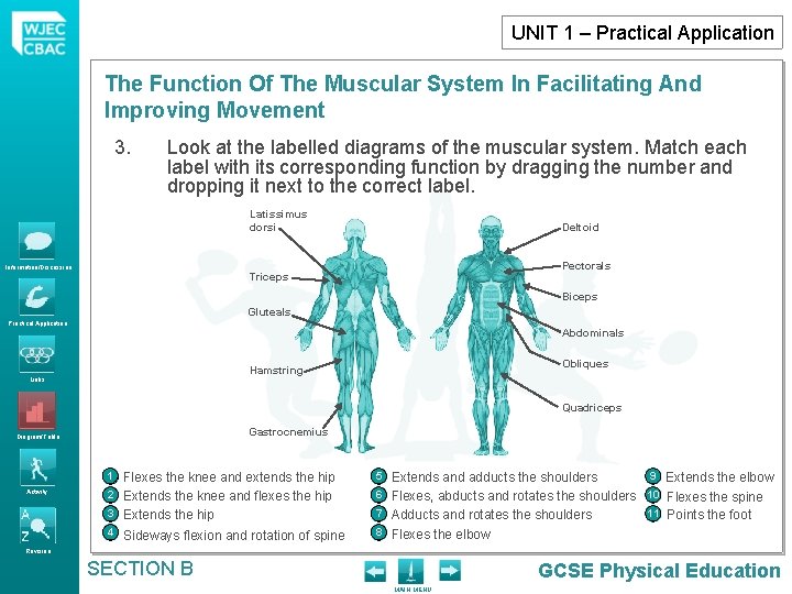 UNIT 1 – Practical Application The Function Of The Muscular System In Facilitating And