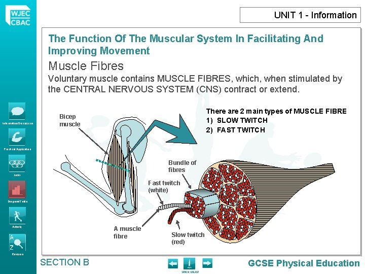 UNIT 1 - Information The Function Of The Muscular System In Facilitating And Improving