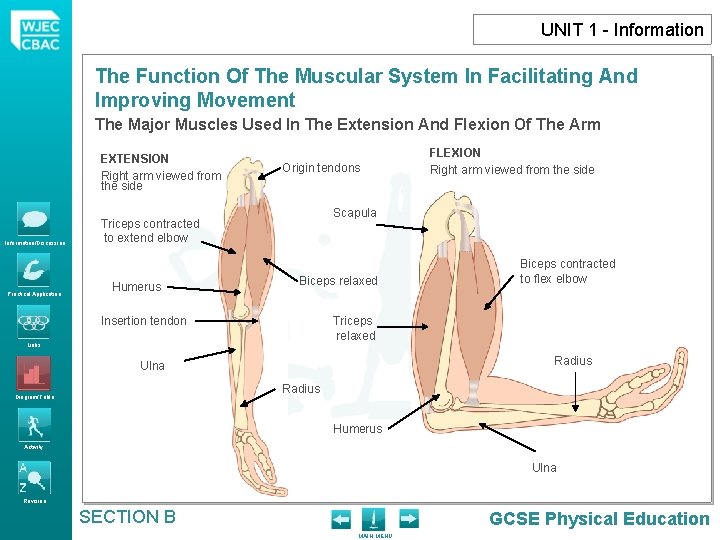 UNIT 1 - Information The Function Of The Muscular System In Facilitating And Improving