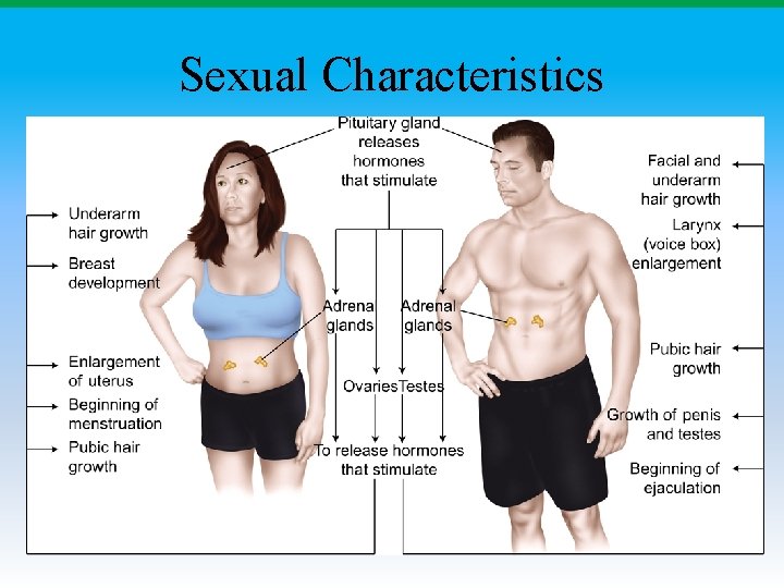 Sexual Characteristics Sexual Characteristics