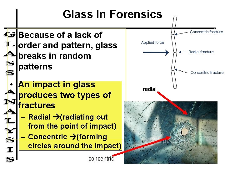 Glass In Forensics • Because of a lack of order and pattern, glass breaks