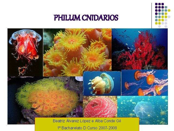 PHILUM CNIDARIOS Beatriz Álvarez López e Alba Conde Gil 1º Bacharelato D Curso 2007