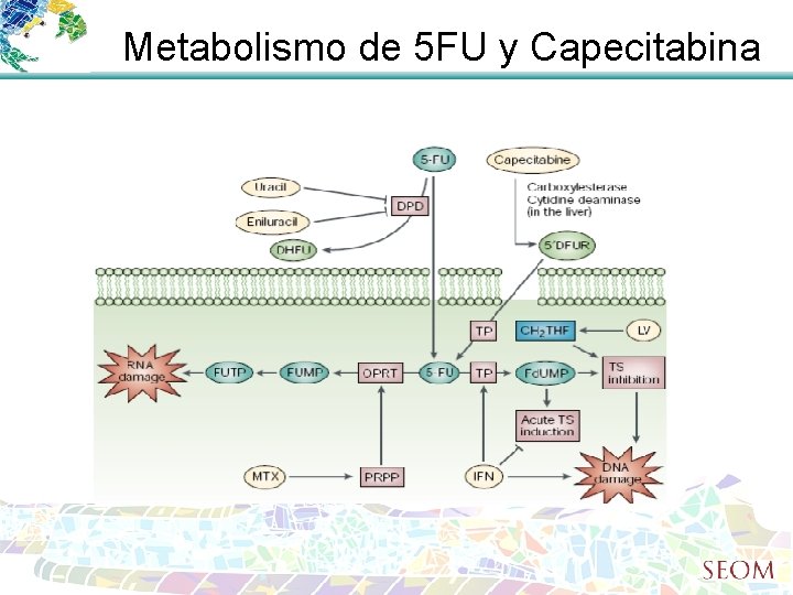 Metabolismo de 5 FU y Capecitabina 
