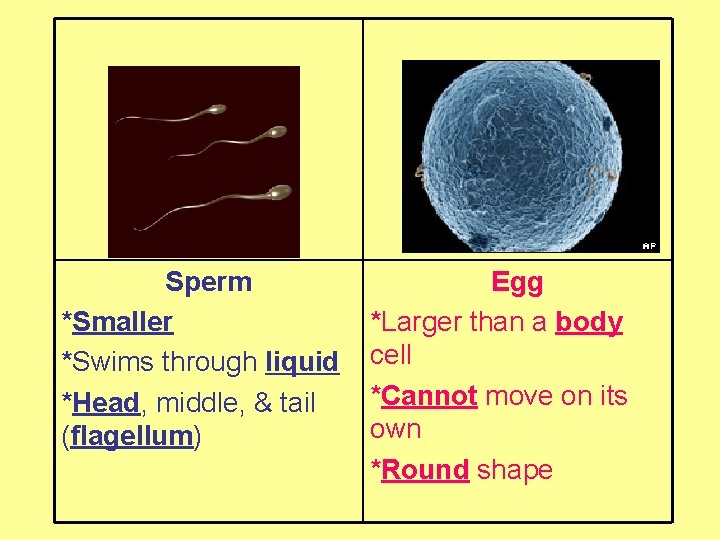 Sperm *Smaller *Swims through liquid *Head, middle, & tail (flagellum) Egg *Larger than a