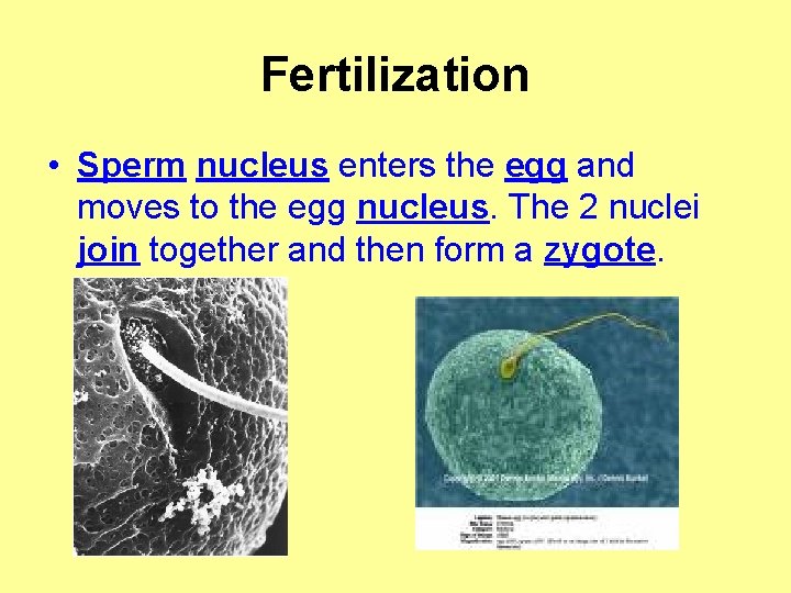 Fertilization • Sperm nucleus enters the egg and moves to the egg nucleus. The