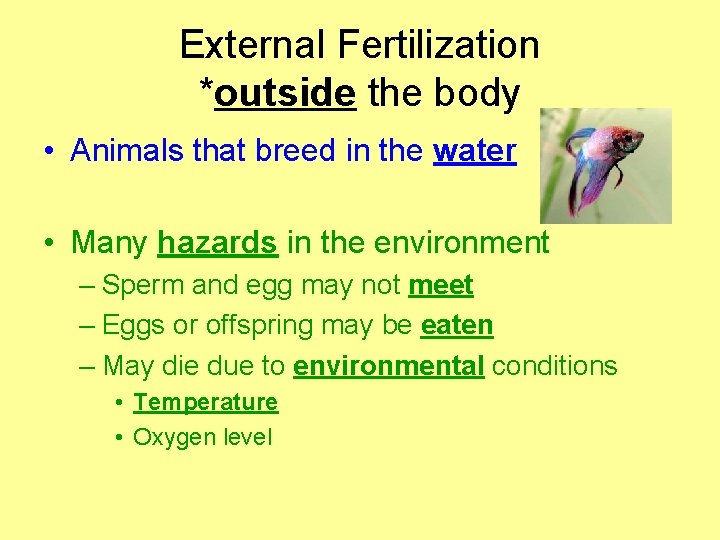 External Fertilization *outside the body • Animals that breed in the water • Many