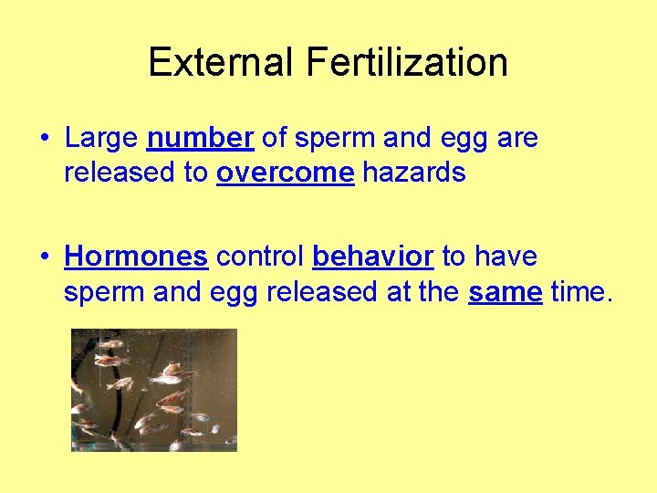 External Fertilization • Large number of sperm and egg are released to overcome hazards