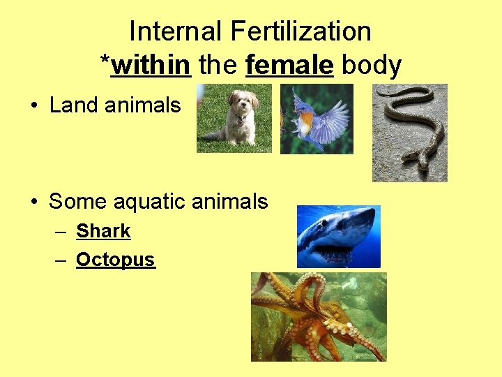 Internal Fertilization *within the female body • Land animals • Some aquatic animals –