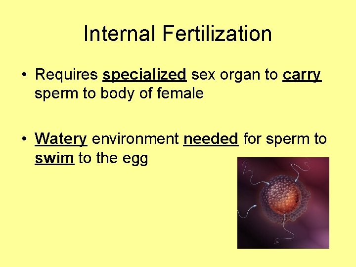 Internal Fertilization • Requires specialized sex organ to carry sperm to body of female