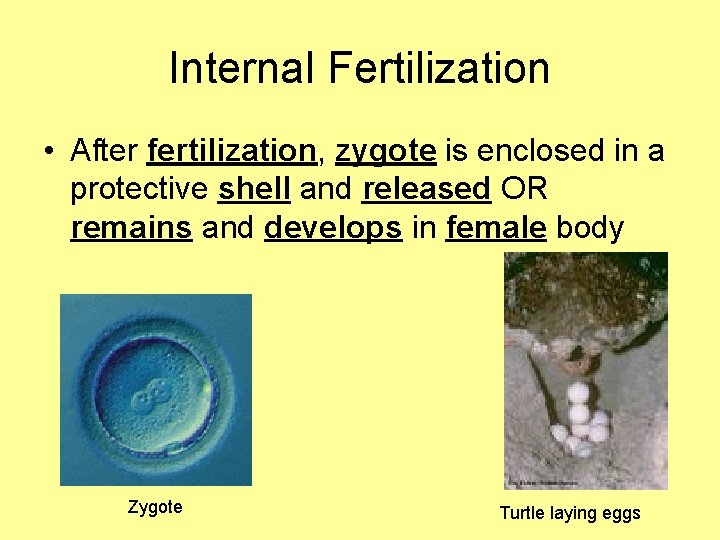 Internal Fertilization • After fertilization, zygote is enclosed in a protective shell and released