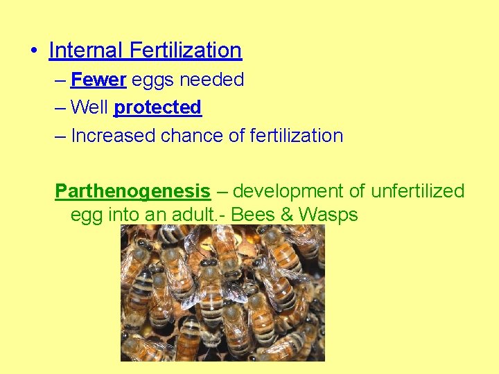  • Internal Fertilization – Fewer eggs needed – Well protected – Increased chance