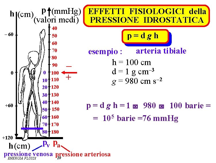 h (cm) p (mm. Hg) EFFETTI FISIOLOGICI della (valori medi) PRESSIONE IDROSTATICA – 60