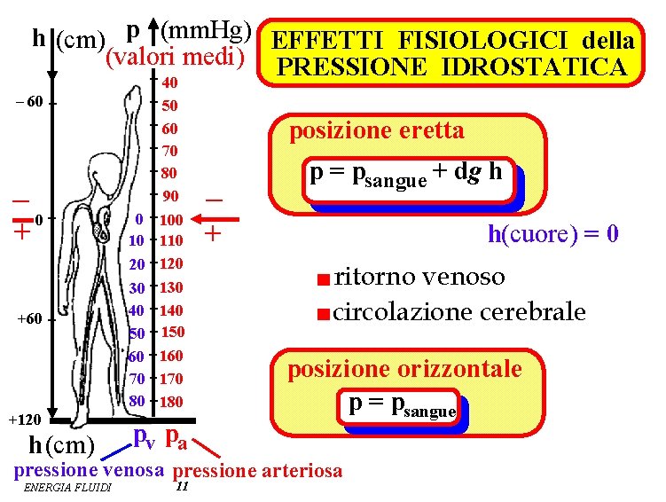 h (cm) p (mm. Hg) EFFETTI FISIOLOGICI della (valori medi) PRESSIONE IDROSTATICA 40 –