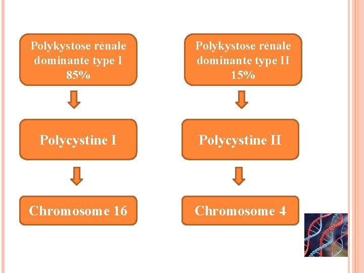 Polykystose rénale dominante type I 85% Polykystose rénale dominante type II 15% Polycystine II