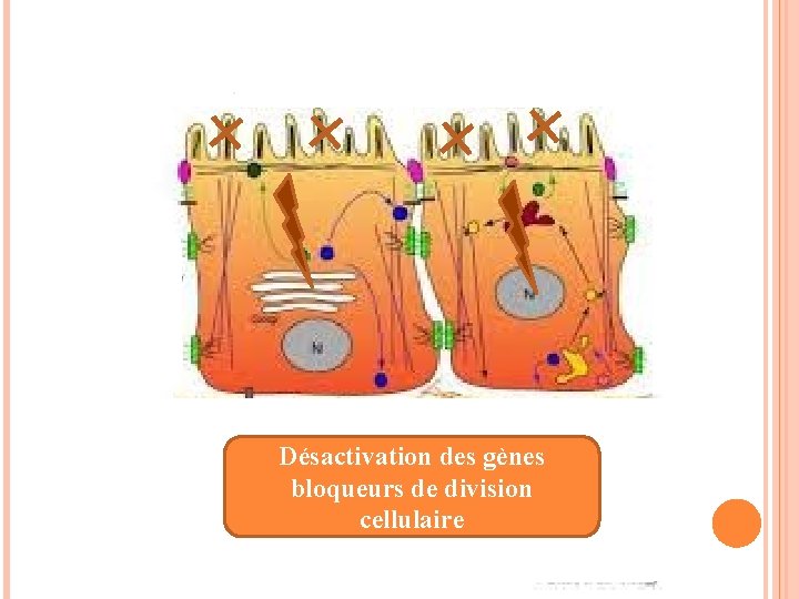 Désactivation des gènes bloqueurs de division cellulaire 