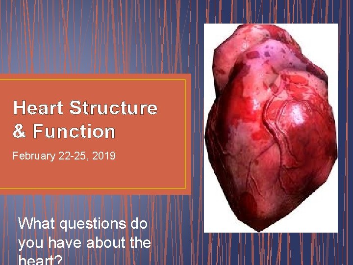 Heart Structure & Function February 22 -25, 2019 What questions do you have about