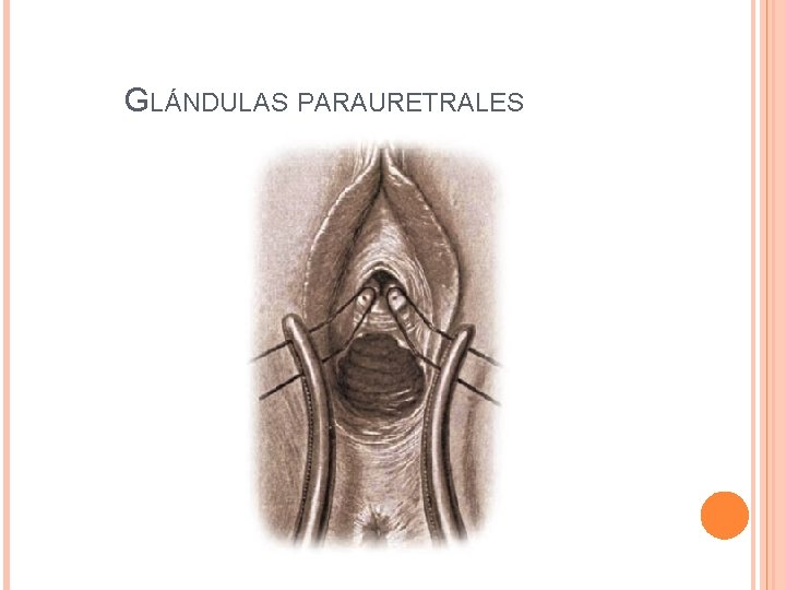 GLÁNDULAS PARAURETRALES 